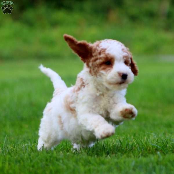 Loyal, Cavapoo Puppy