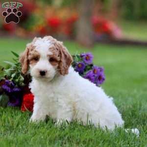 Loyal, Cavapoo Puppy