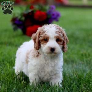 Loyal, Cavapoo Puppy