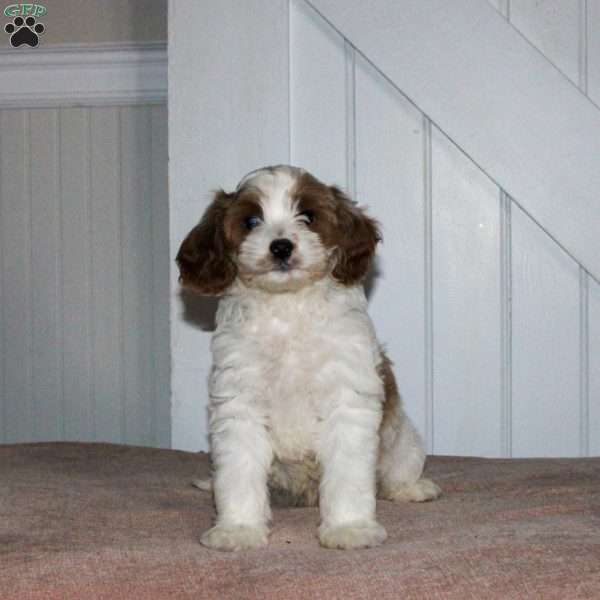 Lucas, Cavapoo Puppy