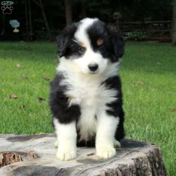 Lucas, Australian Shepherd Puppy