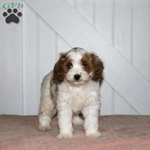 Lucas, Cavapoo Puppy