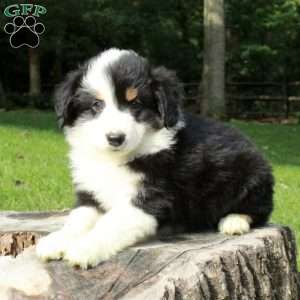 Lucas, Australian Shepherd Puppy