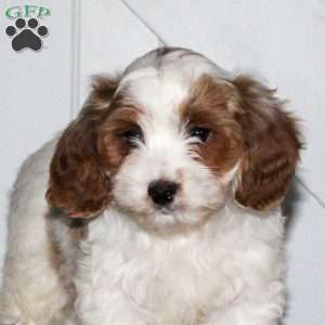 Lucas, Cavapoo Puppy