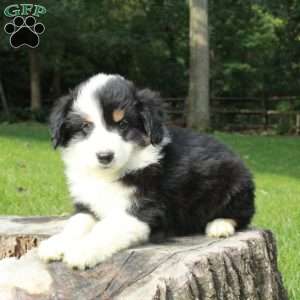 Lucas, Australian Shepherd Puppy