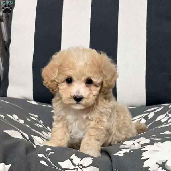 Lucca, Bich-Poo Puppy