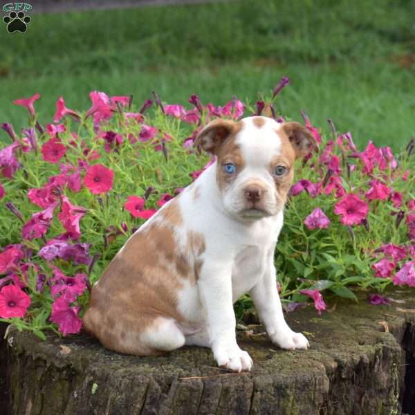 Lucky, Boston Terrier Puppy