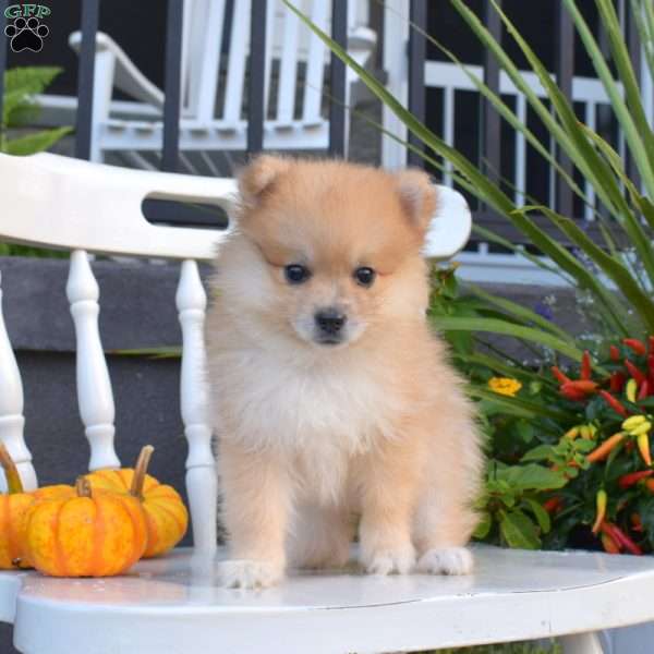 Lucky, Pomeranian Puppy
