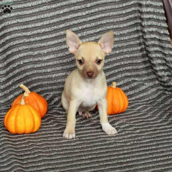 Lucky, Chihuahua Puppy