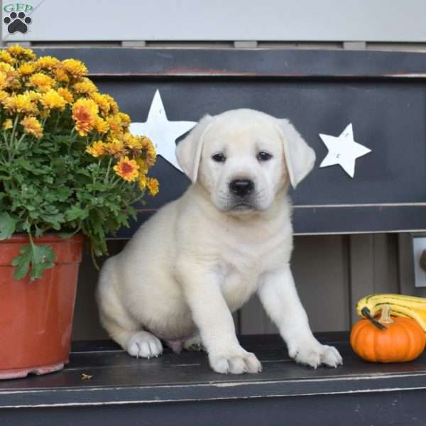 Lucky, Yellow Labrador Retriever Puppy