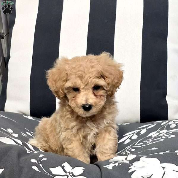 Lucky, Bich-Poo Puppy