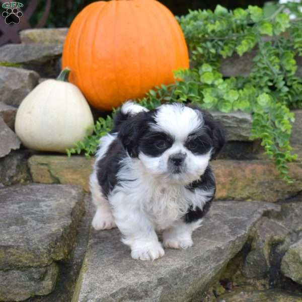 Lucky, Shih Tzu Puppy