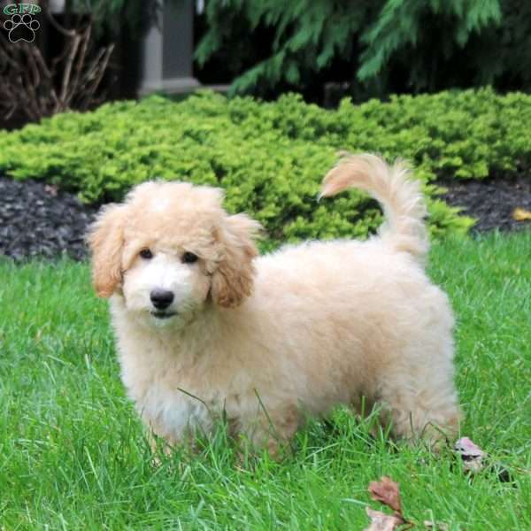 Lucky, Bich-Poo Puppy