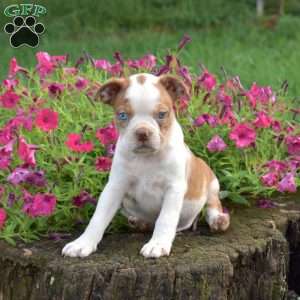 Lucky, Boston Terrier Puppy