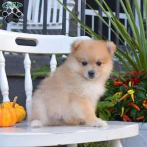 Lucky, Pomeranian Puppy