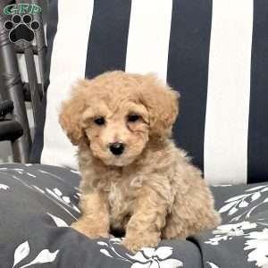 Lucky, Bich-Poo Puppy