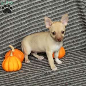 Lucky, Chihuahua Puppy