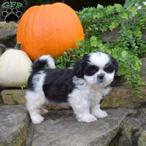 Lucky, Shih Tzu Puppy