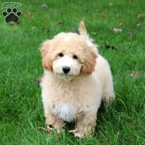 Lucky, Bich-Poo Puppy