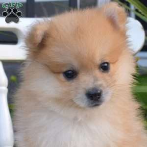Lucky, Pomeranian Puppy