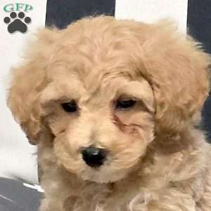 Lucky, Bich-Poo Puppy