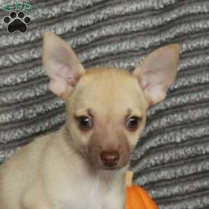 Lucky, Chihuahua Puppy