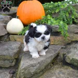 Lucky, Shih Tzu Puppy