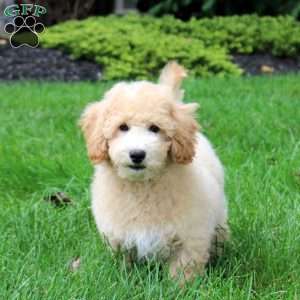 Lucky, Bich-Poo Puppy