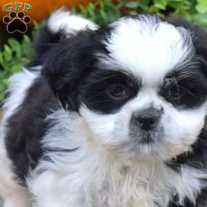 Lucky, Shih Tzu Puppy