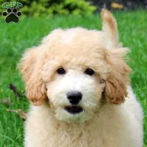 Lucky, Bich-Poo Puppy