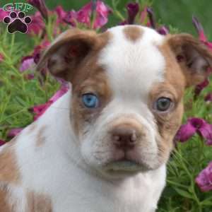 Lucky, Boston Terrier Puppy