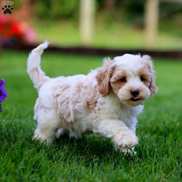 Lucky, Cavapoo Puppy
