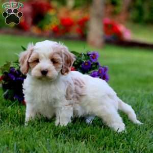 Lucky, Cavapoo Puppy