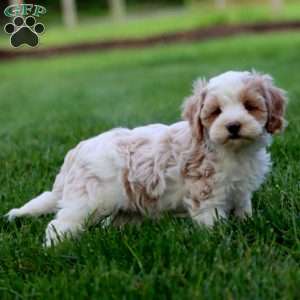 Lucky, Cavapoo Puppy