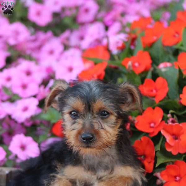 Lucky, Yorkie Puppy