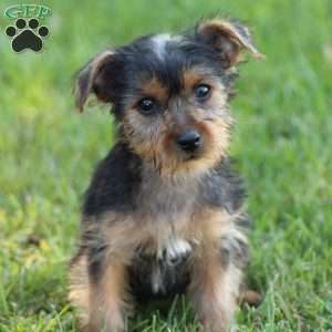 Lucky, Yorkie Puppy