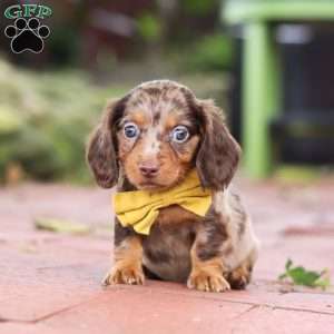 Lucy, Dachshund Puppy