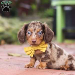 Lucy, Dachshund Puppy