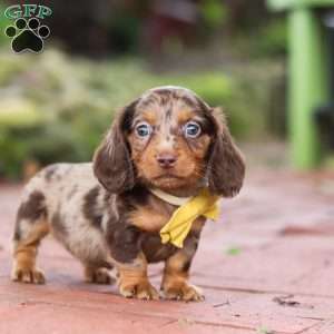 Lucy, Dachshund Puppy
