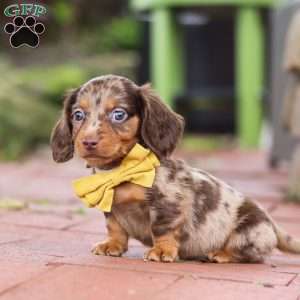 Lucy, Dachshund Puppy