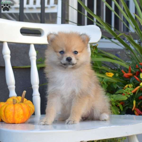Lucy, Pomeranian Puppy