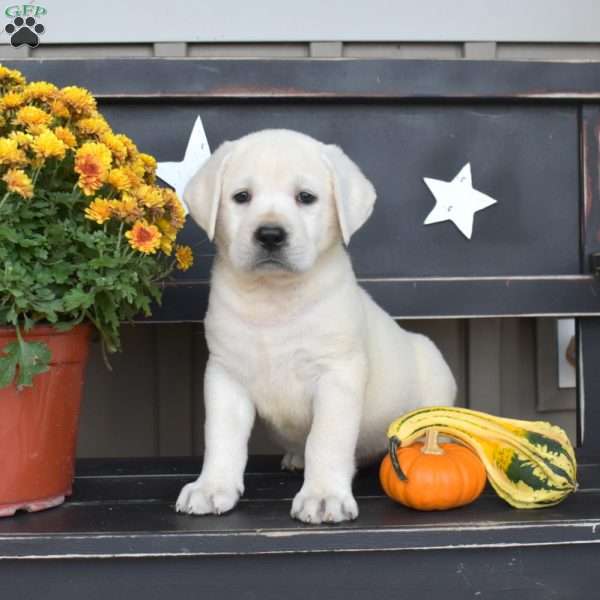 Lucy, Yellow Labrador Retriever Puppy