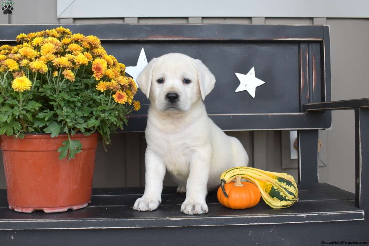 Lucy, Labrador Retriever