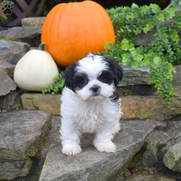Lucy, Shih Tzu Puppy