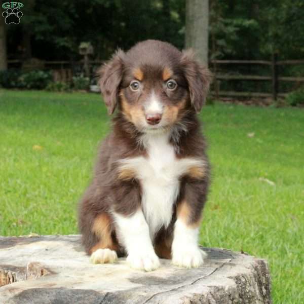 Lucy, Australian Shepherd Puppy
