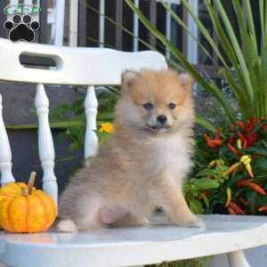 Lucy, Pomeranian Puppy