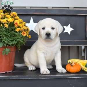 Lucy, Yellow Labrador Retriever Puppy