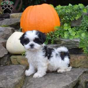 Lucy, Shih Tzu Puppy