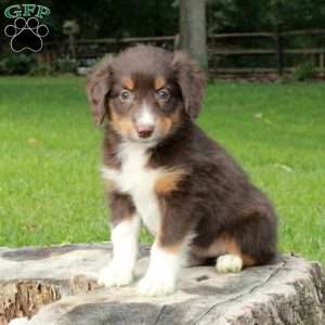 Lucy, Australian Shepherd Puppy
