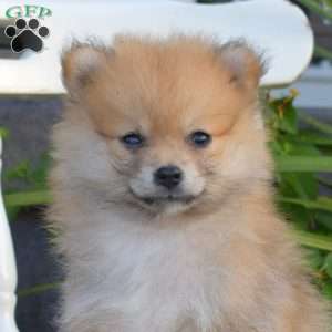 Lucy, Pomeranian Puppy